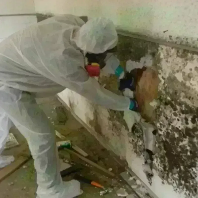 Mold Remediation and Removal in Eunice, LA